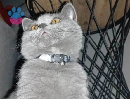 British Shorthair Oğluma Kısmet Arıyoruz