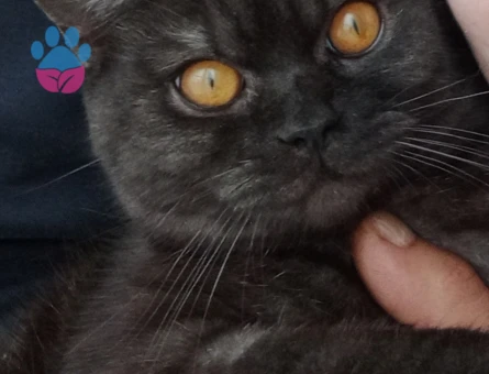 Henüz 1 yaşındaki yakışıklı oğluma eş arıyoruz