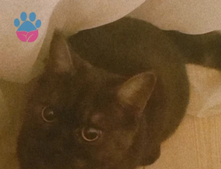 Henüz 1 yaşındaki yakışıklı oğluma eş arıyoruz