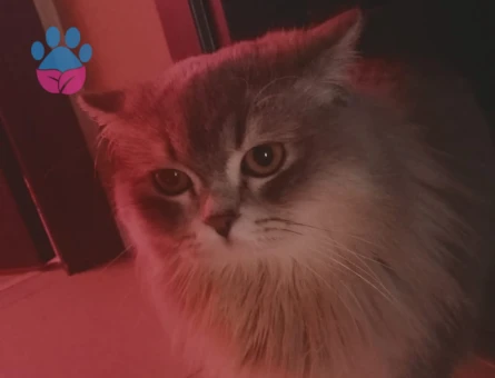 British Longhair 1 Yaşında Erkek Kızgınlıkta