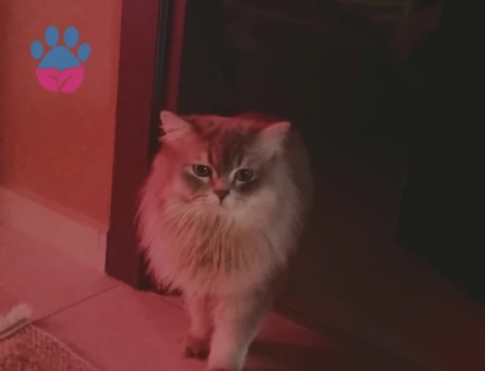 British Longhair 1 Yaşında Erkek Kızgınlıkta