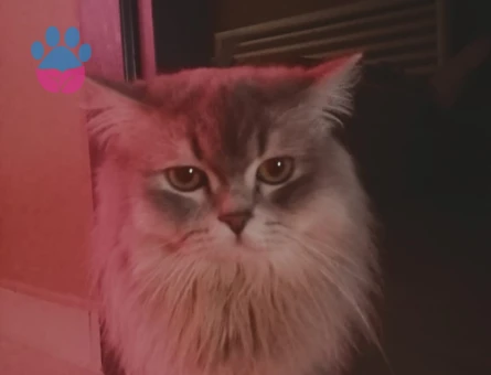 British Longhair 1 Yaşında Erkek Kızgınlıkta