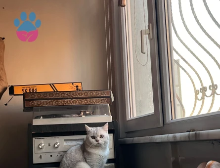 British Shorthair 11 Aylık Kedim Eş Arıyor
