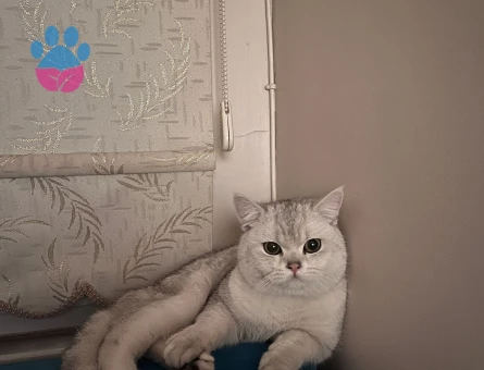 British Shorthair 11 Aylık Kedim Eş Arıyor