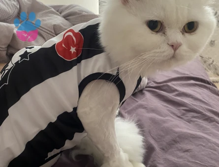 British Longhair Bulut Eş Arıyor