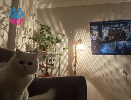 British Longhair Bulut Eş Arıyor