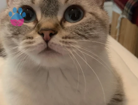 British Shorthair 2 Yaşında Kedim Eş Arıyor