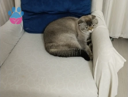 Scottish Fold 1 Yaşında Kedim Eş Arıyor