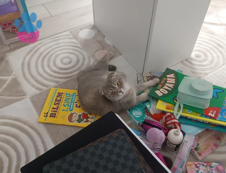 Scottish Fold 11 Aylık Kızım Eş Arıyoruz