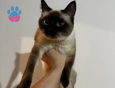 Siyam cinsi dişi lattemize eş arıyoruz