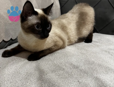 Siyam cinsi dişi lattemize eş arıyoruz