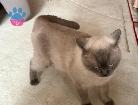 British shortair erkek kendime eş aramaktayım