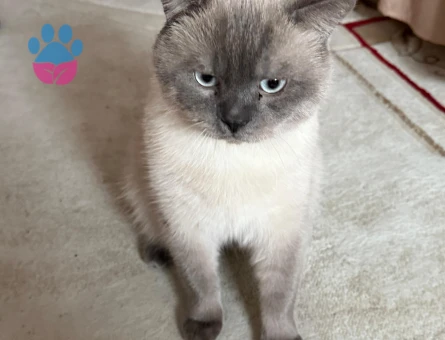 British shortair erkek kendime eş aramaktayım