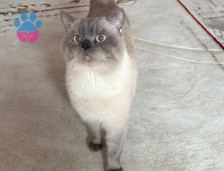 British shortair erkek kendime eş aramaktayım