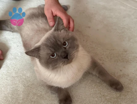 British shortair erkek kendime eş aramaktayım