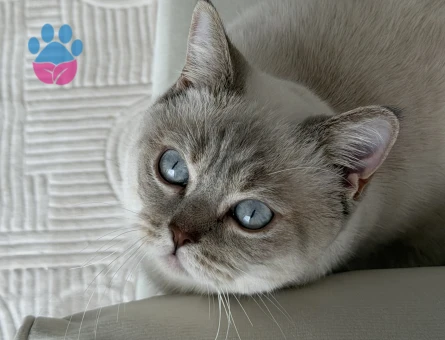 British Shorthair 1 Yaşında Eş Arıyor
