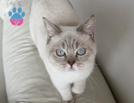 British Shorthair 1 Yaşında Eş Arıyor