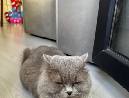 British Longhair Erkek Kedime Eş Arıyorum