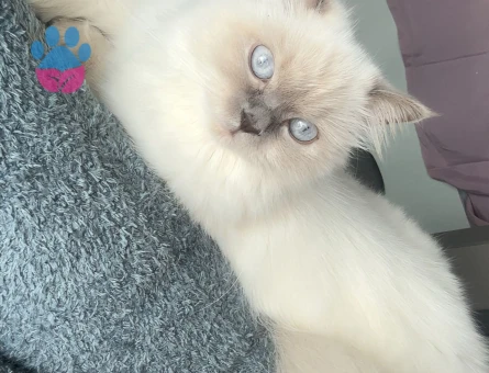 British Longhair Bluepoint