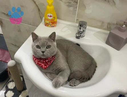 BRİTİSH SHORTHAİR OĞLUMUZA EŞ ARIYORUZ