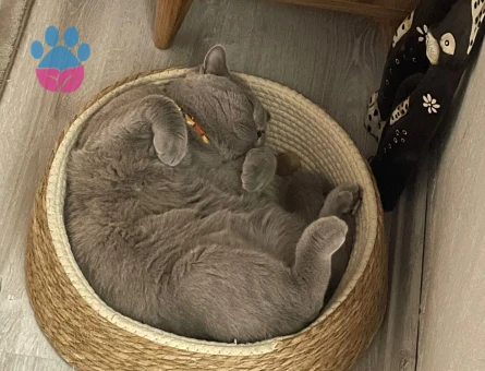 BRİTİSH SHORTHAİR OĞLUMUZA EŞ ARIYORUZ