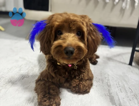 Maltipo, poddle, maltese çiftleşebilir