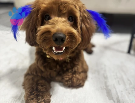 Maltipo, poddle, maltese çiftleşebilir