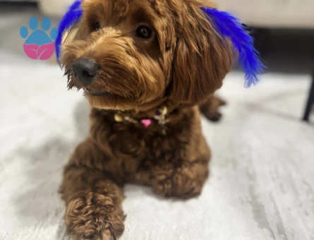 Maltipo, poddle, maltese çiftleşebilir