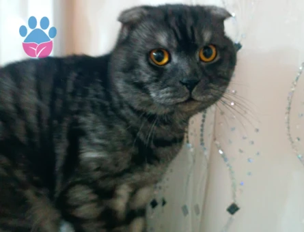 Kedimize eş arıyoruz acil