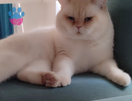 Erkek British Shoartair oğlumuza dişi arıyoruz