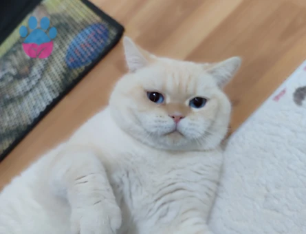 Erkek British Shoartair oğlumuza dişi arıyoruz