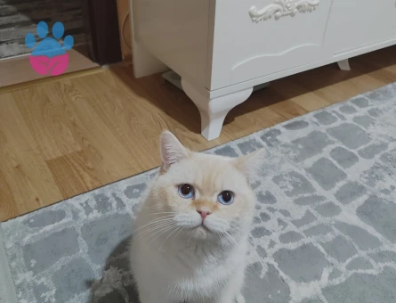 Erkek British Shoartair oğlumuza dişi arıyoruz