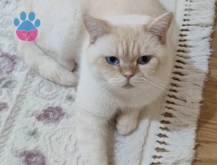 Erkek British Shoartair oğlumuza dişi arıyoruz