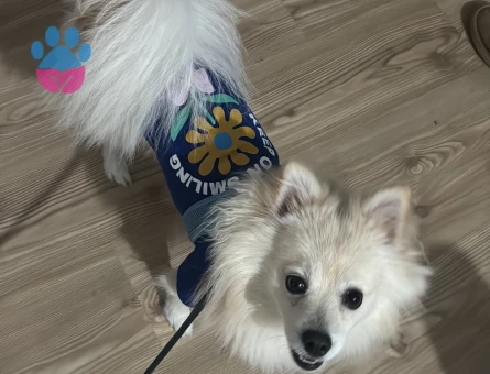 Pomeranian Erkek Köpeğime Eş Arıyorum