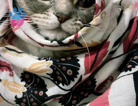 scottish shorthair Fadik Eş Arıyor