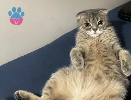 scottish shorthair Fadik Eş Arıyor