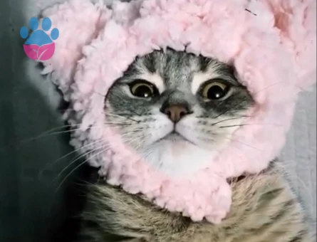 scottish shorthair Fadik Eş Arıyor