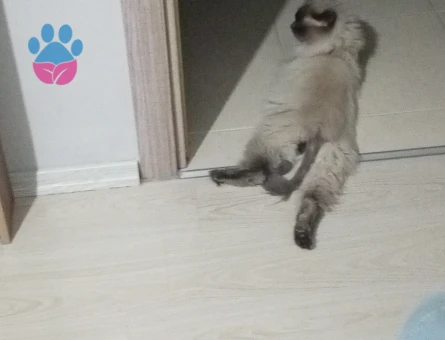 British Shorthair 1 Yaşında Oğlum Eş Arıyor