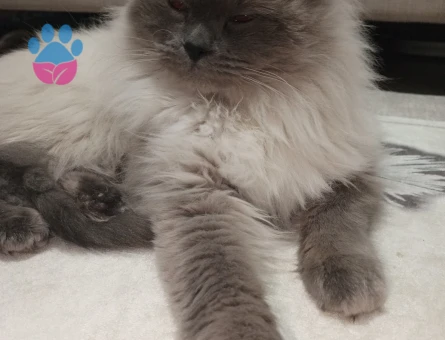 British Shorthair 1 Yaşında Oğlum Eş Arıyor