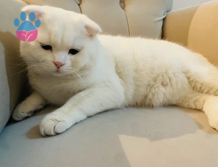 British Shorthair Pamukçum Eş Arıyor