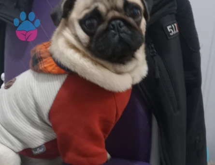 Saf kan erkek pug arıyoruz