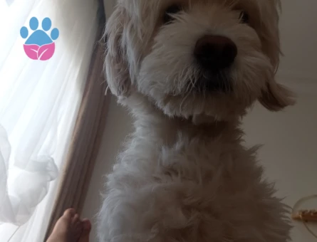 Maltese Terrier Erkek Köpeğime Eş Arıyorum