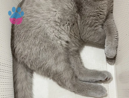 Lilac British Kedime Eş Arıyorum