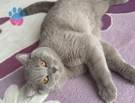 Lilac British Kedime Eş Arıyorum