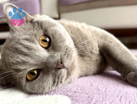 Lilac British Kedime Eş Arıyorum