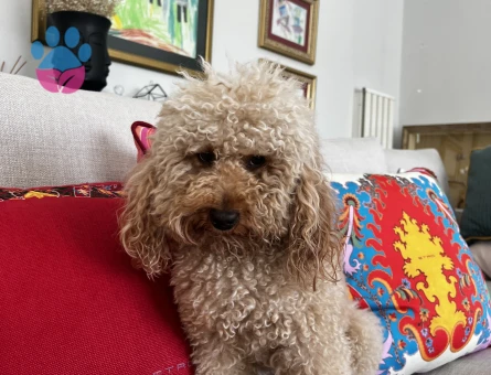 Mini Poodle Köpeğime Eş Arıyorum