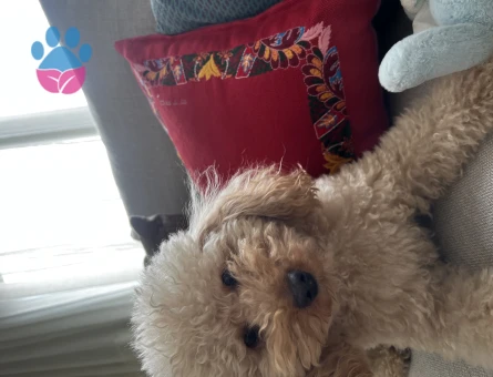 Mini Poodle Köpeğime Eş Arıyorum