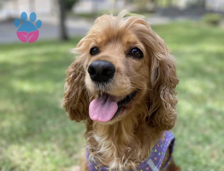 kızıma eş arıyorum