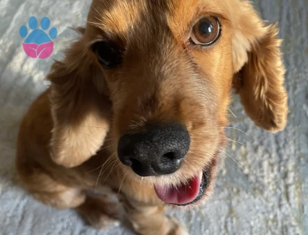 kızıma eş arıyorum