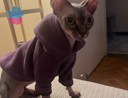 sfenks kızımıza eş arıyoruz!